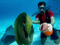   Dive Master Sunset Divers Stingray City. resident morray was about very calm able pet well. City well  